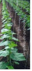 Las mallas espalderas es la herramienta mas usada entre los agricultores para cultivar pepinos