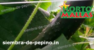 planta de pepino usando malla para soporte cultivar pepinos