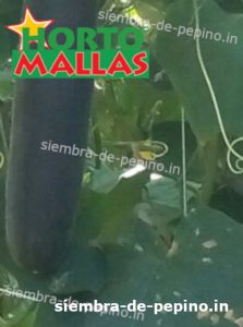 pepino entutorado con red de soporte cultivar pepinos